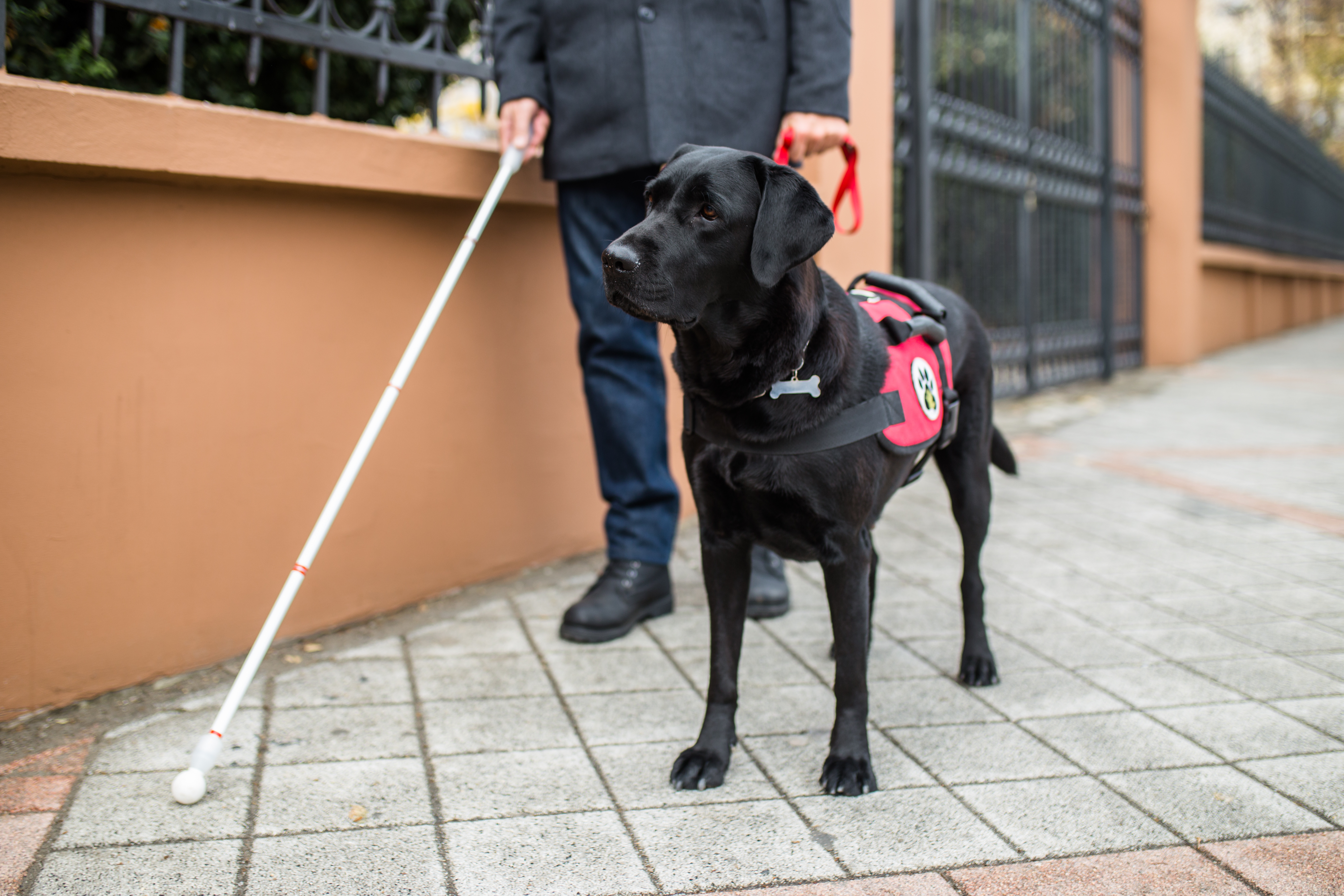 身体障害者補助犬法と管理規約について